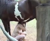 Девушка сосёт член коню на ферме
